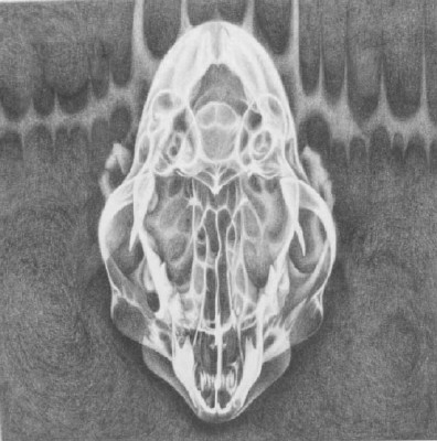 Artist: Cindy Kolodziejski, Title: Cat Skull, 2003 - click for larger image
